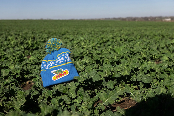 Stilig mössa i fält